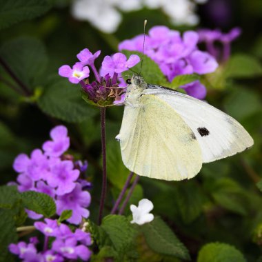 Küçük bir beyaz (Pieris rapae) mor bir çiçeğin üzerinde oturur. Sarmal dil açıkça görülüyor..