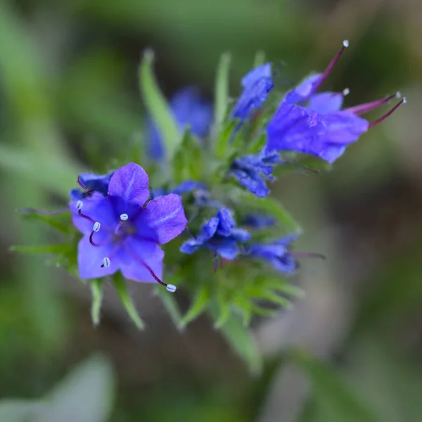 Flores Blueweed Echium Vulgare También Conocido Como Burgloss Viper Fotografiado —  Fotos de Stock
