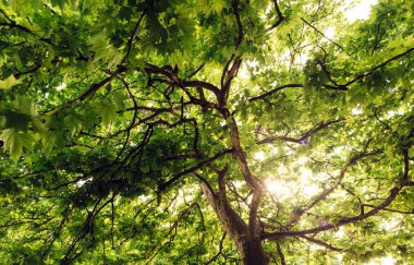 Büyük bir uçak ağacının yeşil yaprakları yaz güneşiyle aydınlanır.