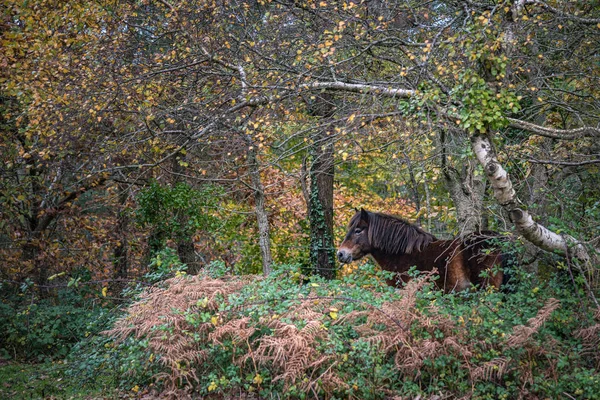 Άλογο Βοσκότοπο Κοντά Στο Βόρειο Λόφο Minehead — Φωτογραφία Αρχείου