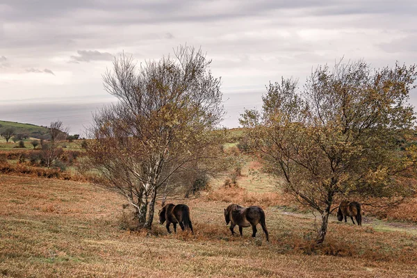 Cavalo Pasto Perto Minehead North Hill — Fotografia de Stock