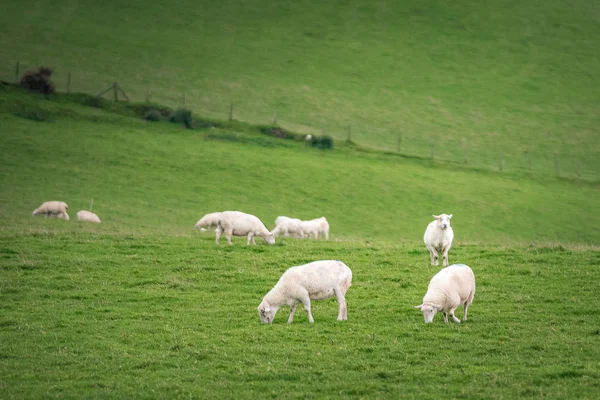 Schafe Und Ländliche Landschaften Auf Dem Nordhügel Der Nähe Von — Stockfoto