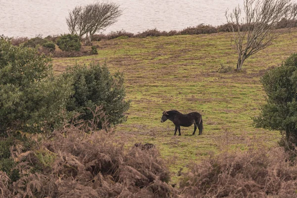 Cavalo Pasto Perto Minehead North Hill — Fotografia de Stock