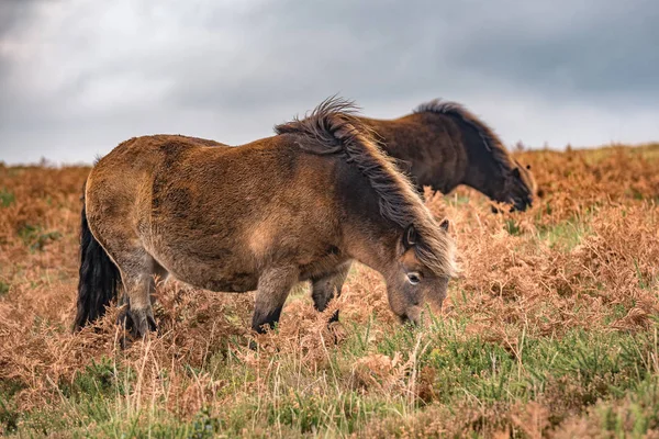 Cavalo Pasto Perto Minehead North Hill — Fotografia de Stock