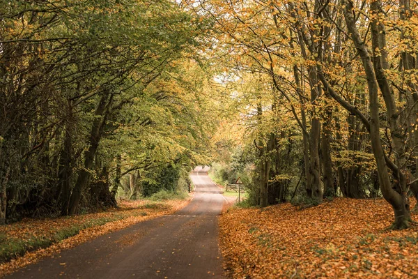 Road Surrounded Trees Colors Autumn — Stock Photo, Image