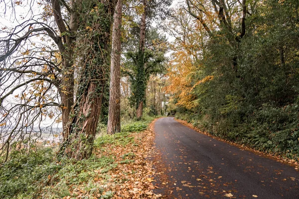 Δρόμος Που Περιβάλλεται Από Δέντρα Χρώματα Του Φθινοπώρου — Φωτογραφία Αρχείου