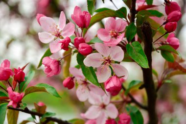 Çiçekli meyve dalı. Doğal ışık. Yakın plan..