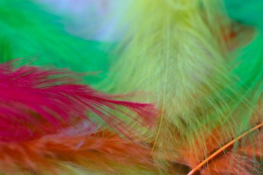 Arkaplan olarak renkli tüyler