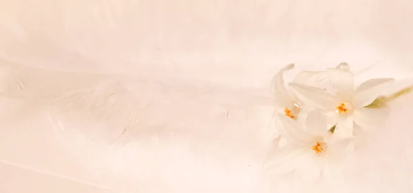 Fundo Macio Pastel Com Uma Flor Branca Conceito Aniversário Dia — Fotografia de Stock