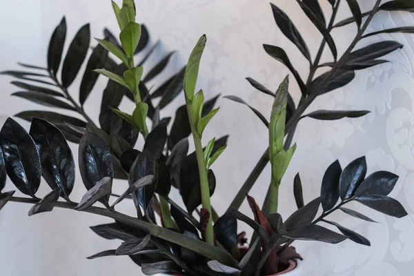 Daun Hijau Dan Hitam Dari Zamioculcas Zamiifolia Gagak Hitam — Stok Foto