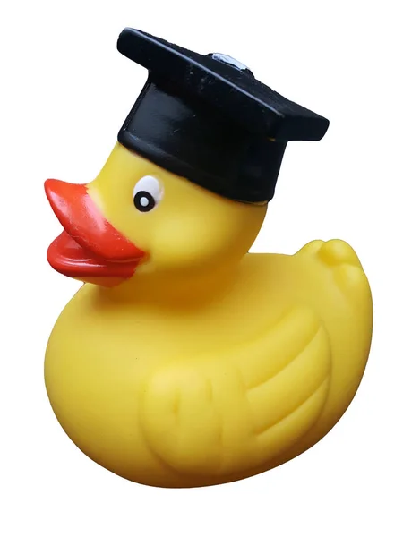 Squeaky Duck Isolated White Background — Stock Photo, Image