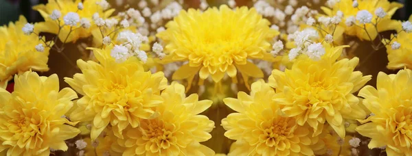 Composición Simétrica Con Crisantemos Amarillos Como Fondo Para Tarjetas Felicitación — Foto de Stock
