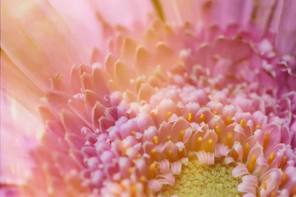 Närbild Blomningen Rosa Gerbera Med Ljusreflektion — Stockfoto