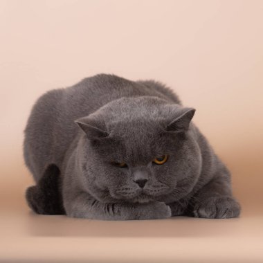 Stüdyonun arka planında İngiliz kedisi