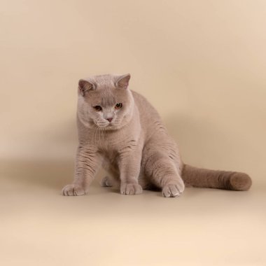 Stüdyonun arka planında İngiliz kedisi