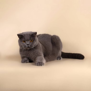 Stüdyonun arka planında İngiliz kedisi