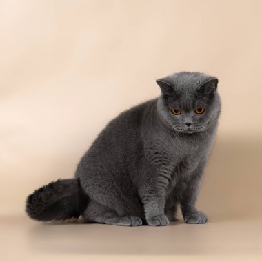 Stüdyonun arka planında İngiliz kedisi