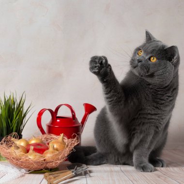 Stüdyonun arka planında İngiliz kedisi