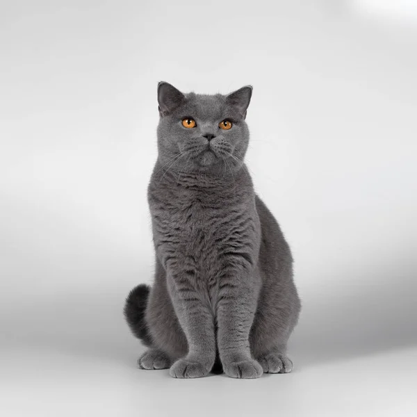 Британская Кошка Фоне Студии — стоковое фото
