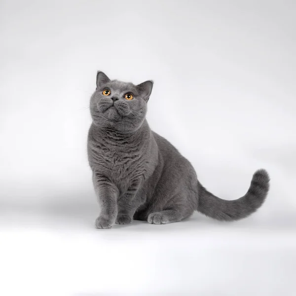 Британская Кошка Фоне Студии — стоковое фото