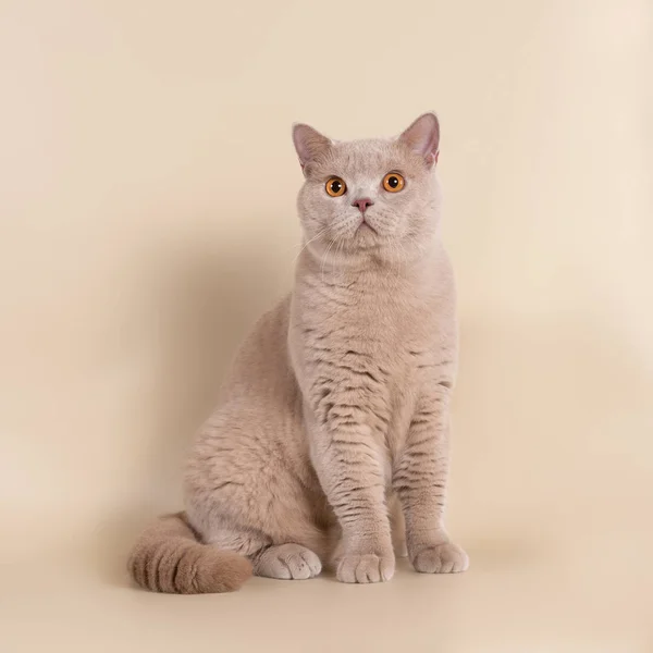 British Cat Studio Background — Stock Photo, Image