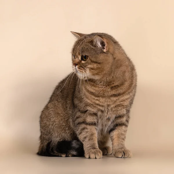 British Cat Studio Background — Stock Photo, Image