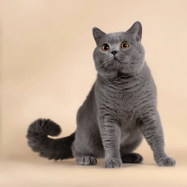 British Cat Studio Background — Stock Photo, Image