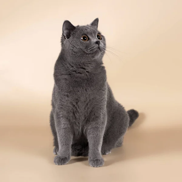 British Cat Studio Background — Stock Photo, Image