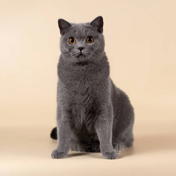 British Cat Studio Background — Stock Photo, Image