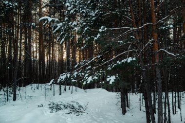 Yılbaşı ağaçlı Rus kış ormanı