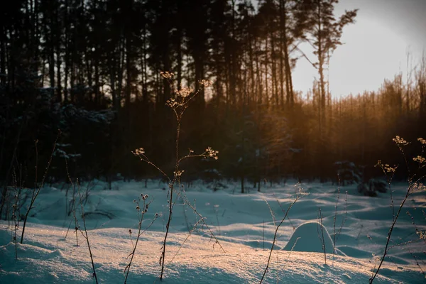Forêt Hiver Russe Avec Arbres Noël — Photo
