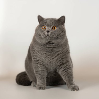 Stüdyonun arka planında İngiliz kedisi