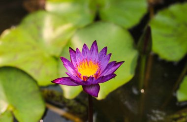 Gölette nilüfer yapraklı mor nilüfer çiçeği.