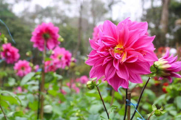 Flor Rosa Dahlia Florescendo Jardim — Fotografia de Stock