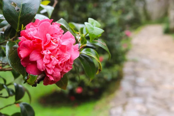 椿写真素材 ロイヤリティフリー椿画像 Depositphotos