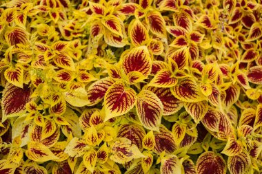 Bahçede sarı yapraklar var.