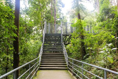 Kraliçe Sirikit Botanik Bahçesi, Chaing Mai, Tayland 'da beton merdivenler ve metal el rayları tepe örtüsüne çıkıyor.