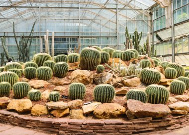 Botanik bahçesinde kaktüs