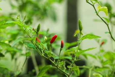 Bahçede yakın plan kırmızı biber, sabah ışığında yeşil yapraklı acılı acı biber. Chilli Tarım