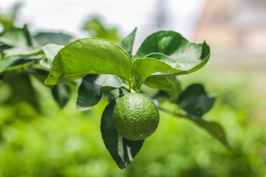 Meyveli yeşil limon bitkisi. Limon ekşi, kireç yemek pişirmede bir malzemedir..