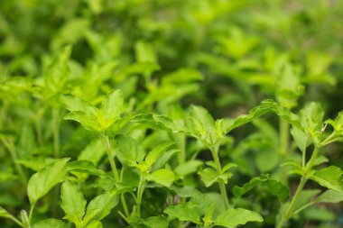 Bahçede sabah ışığında taze fesleğen, fesleğen yaprağı pişirmede bir malzemedir. Basil tarımı.