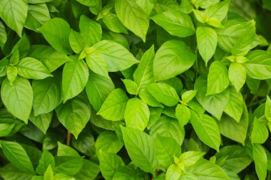 Arka planda yeşil yaprak dokusu. Doğa duvar kâğıdı.