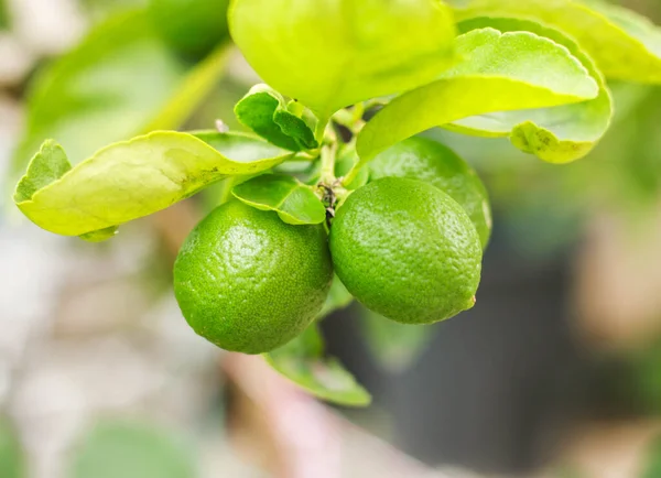 Green lime plant with fruits. Lime is sour, Lime is an ingredient in cooking.