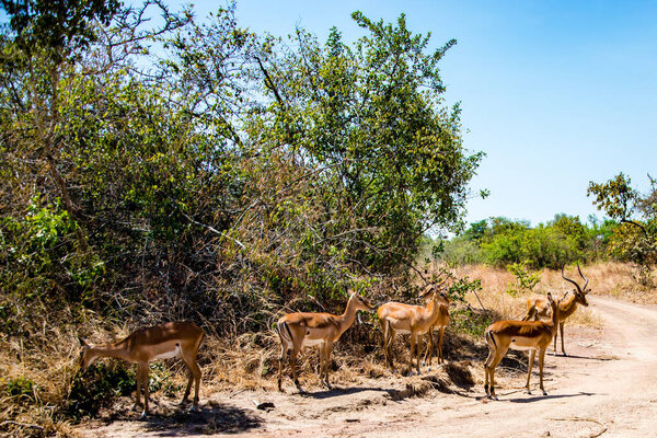 Hurde of Heuglin's gazelle - Eudorcas tilonura standing along the side of a path male and females
