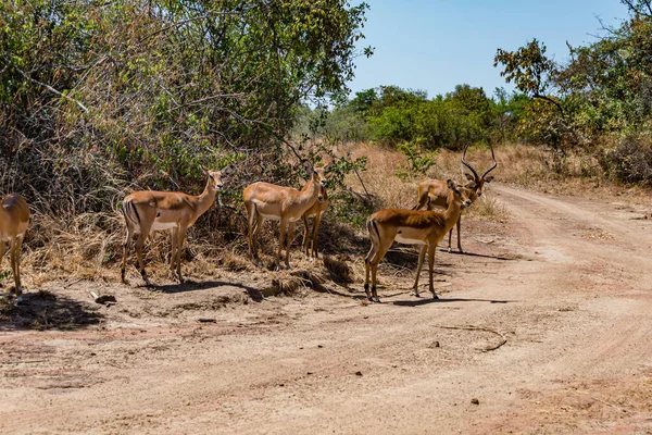 Heuglin的羚羊的跨栏- Eudorcas tilonura站立 — 图库照片