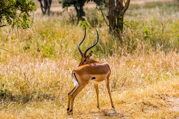 Férfi Heuglin gazella - Eudorcas tilonura nibling hátát puha — Stock Fotó