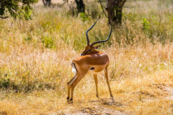 Erkek Heuglin 'in ceylanı Eudorcas tilonura sırtını kemiriyor. — Stok fotoğraf