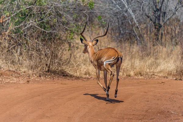 Gazelle mâle de Heuglin - Eudorcas tilonura en fuite — Photo