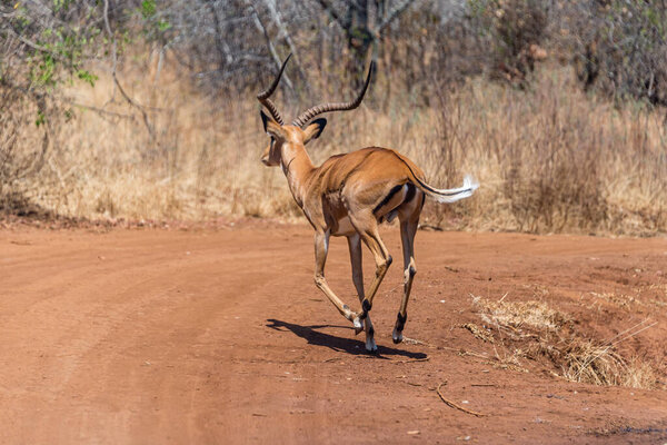 male Heuglin's gazelle - Eudorcas tilonura running