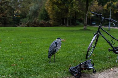 Amsterdam, Hollanda 30 Ekim 2018 editoryal, Heron kuş bisiklet ve içki dolu çanta Amsterdam Hollanda Vondelpark 'ta Gri, beyaz ve bl ile çimlerin üzerinde duruyor
